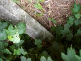 image of grave number 507550